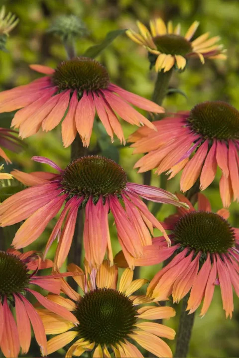 Echinacea purp. 'Summer Cocktail' PBR