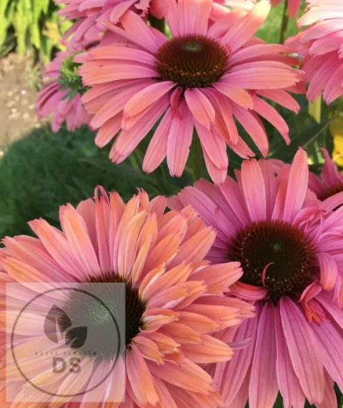 Echinacea purp. 'Sunseekers Rainbow'