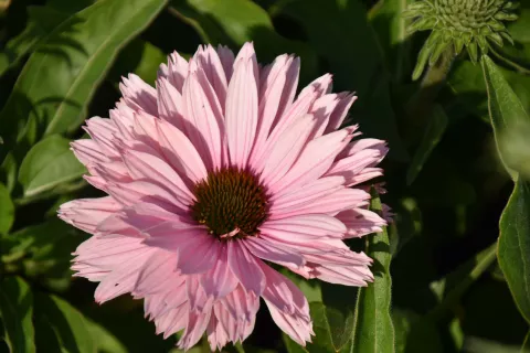 Echinacea purp. 'Sunseekers Salmon'
