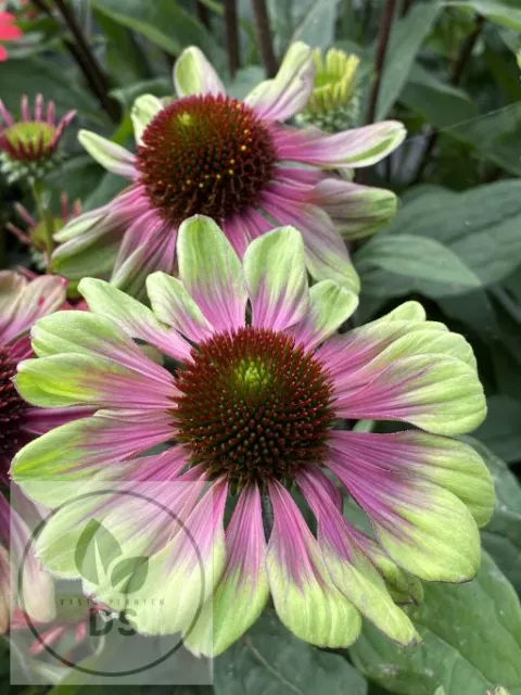 Echinacea purp. 'Sweet Sandia'