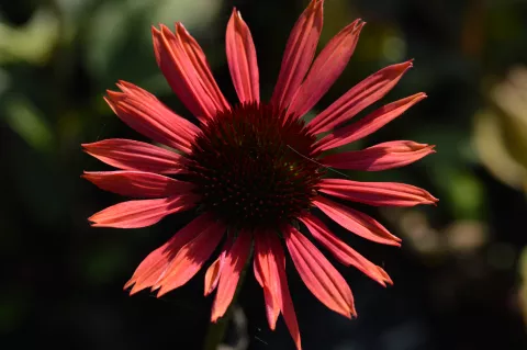 Echinacea purp. 'Sundown'