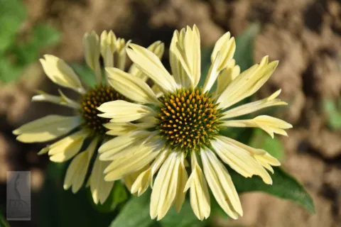 Echinacea purp. 'Sunrise'