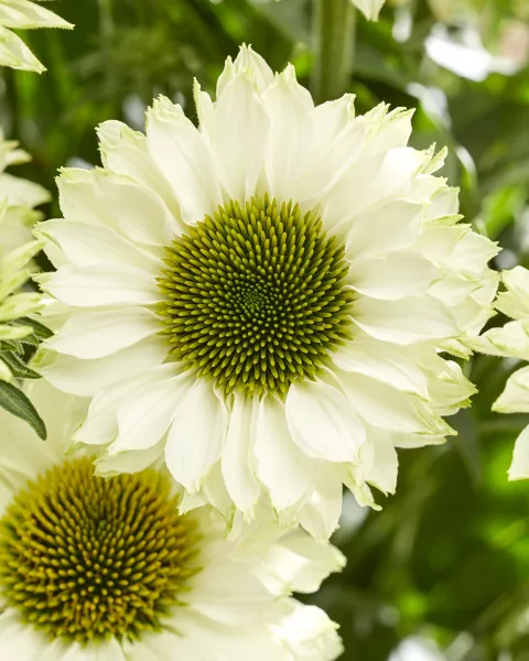 Echinacea purp. 'Sunseekers White Perfection'