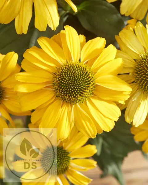 Echinacea purp. 'Sunseekers Yellow'