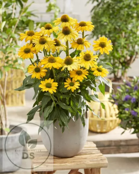 Echinacea purp. 'Sunseekers Yellow'