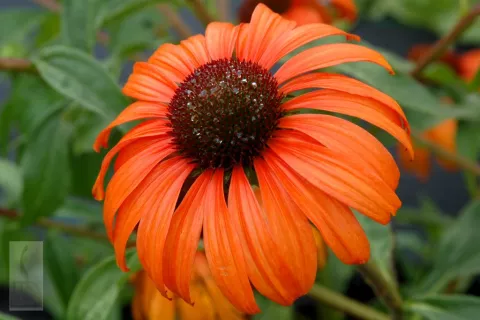 Echinacea purp. 'Tangerine Dream'