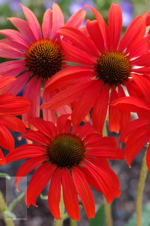 Echinacea purp. 'Tomato Soup'