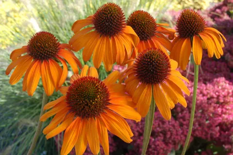 Echinacea purp. 'Tiki Torch'