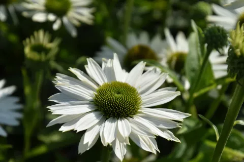 Echinacea purp. 'Virgin'