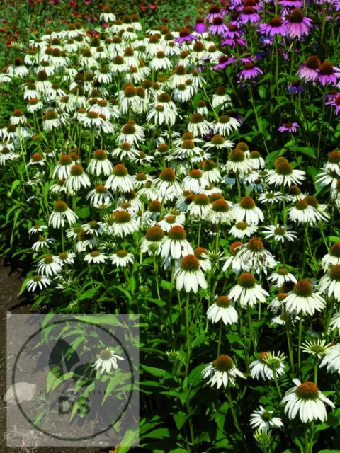Echinacea purp. 'White Swan'