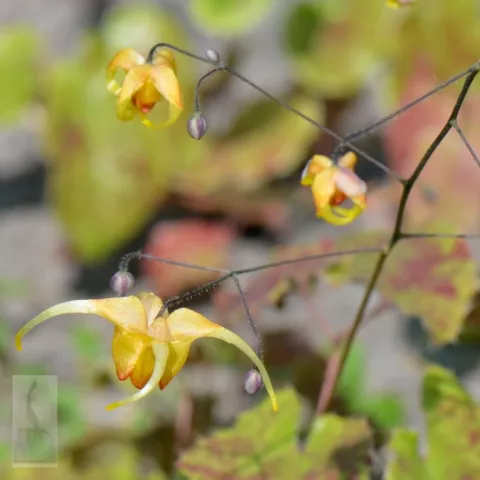 Epimedium hybr. 'Amber Queen'