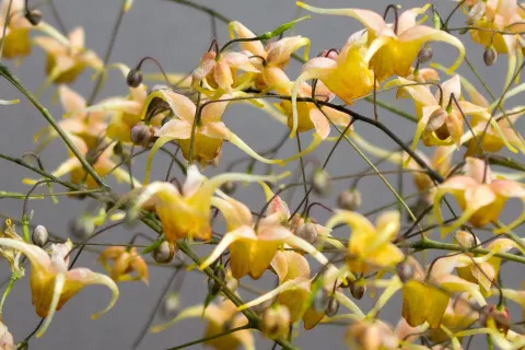 Epimedium hybr. 'Amber Queen'
