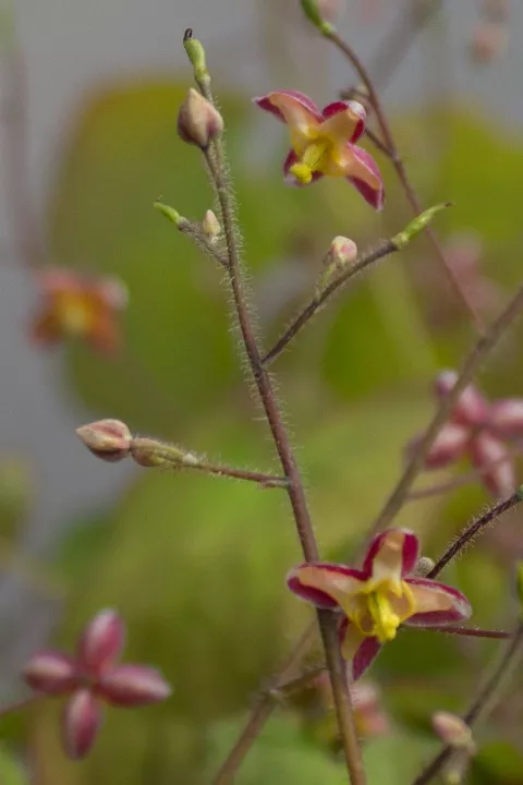 Epimedium x cantabrigiense