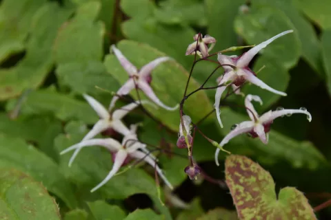Epimedium hybr. 'Domino'
