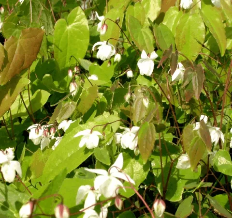 Epimedium youngianum 'Niveum'