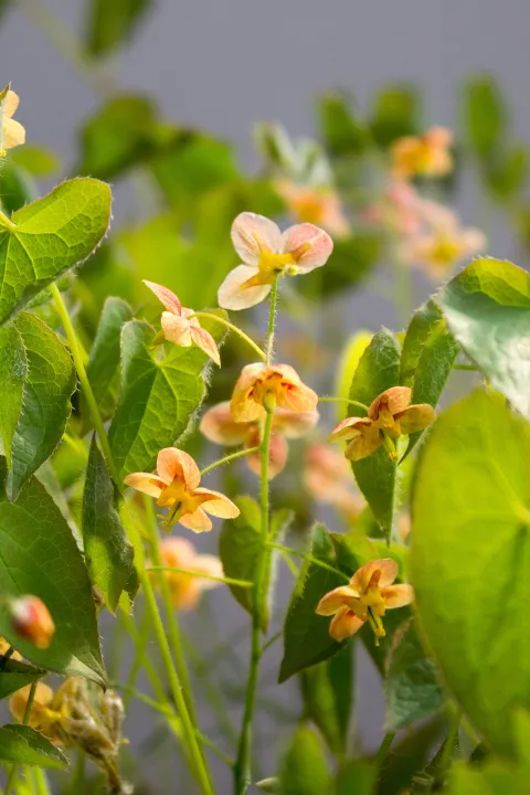 Epimedium pubigerum 'Orangekonigin'