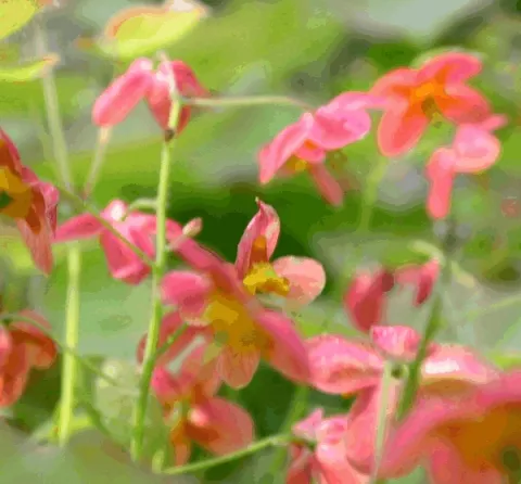 Epimedium warleyense