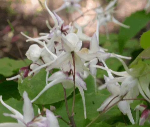Epimedium grand. 'White Queen'