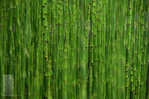 Equisetum japonicum