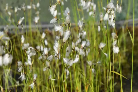 Eriophorum angustifolium