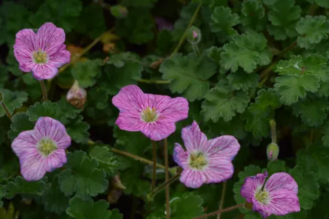 Erodium variabile 'Bishops Form'