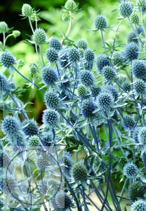 Eryngium planum 'Blue Hobbit'