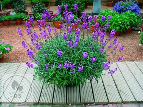 Erysimum 'Bowles Mauve'