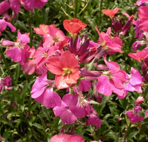 Erysimum 'Constant Cheer'