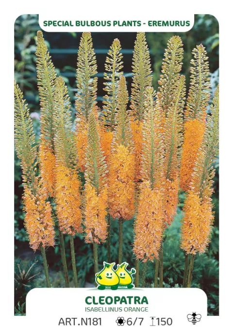 Eremurus isabellinus 'Cleopatra'