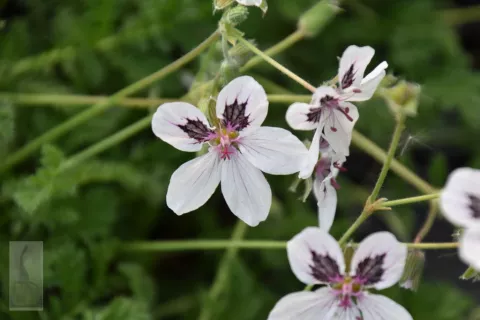 Erodium guttatum