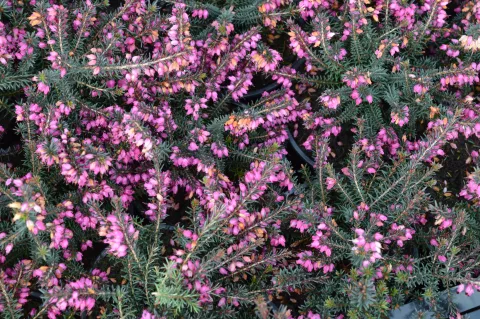 Erica darl. (x) 'Kramer's Rote'