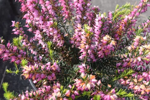 Erica darl. (x) 'Kramer's Rote'