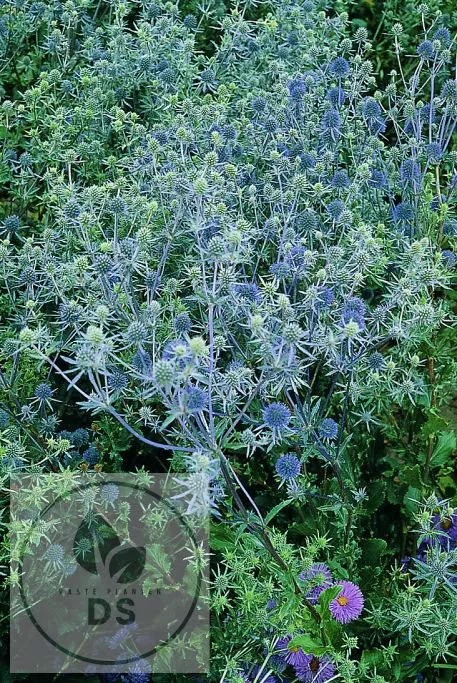 Eryngium planum