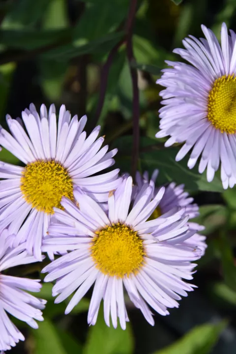Erigeron 'Quakeress'