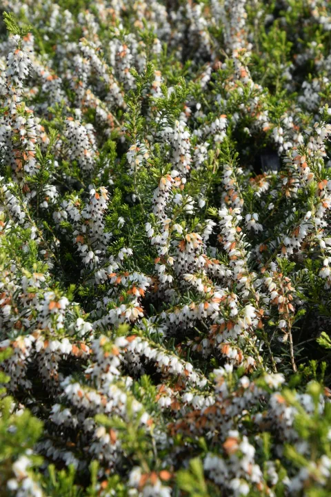 Erica darl. (x) 'Silberschmelze'