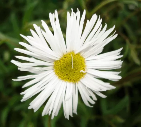 Erigeron 'Sommerneuschnee'