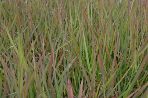 Eragrostis spectabilis
