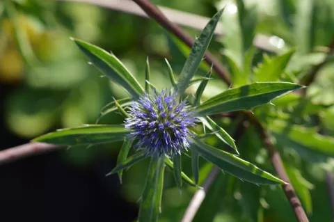 Eryngium tripartitum