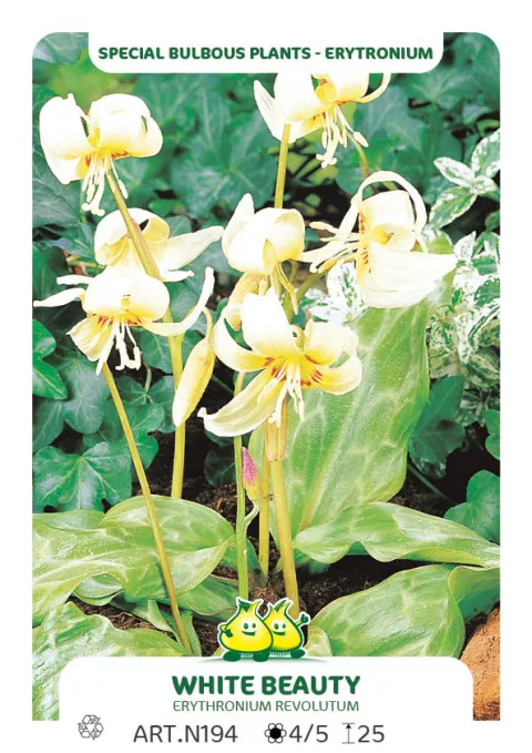 Erythronium 'White Beauty'