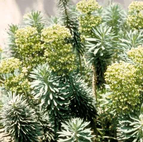 Euphorbia char. ssp. characias