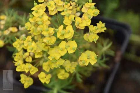 Euphorbia cyparissias