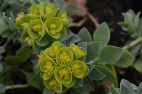 Euphorbia myrsinites