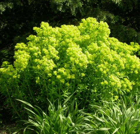 Euphorbia palustris
