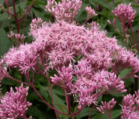 Eupatorium mac. 'Purple Bush'
