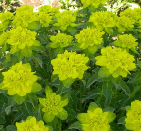 Euphorbia polychroma