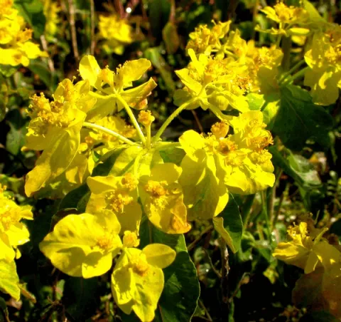 Euphorbia polychroma 'Purpurea'