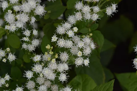 Eupatorium rugosum 'Braunlaub'