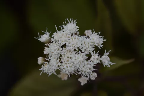 Eupatorium rugosum 'Chocolate'