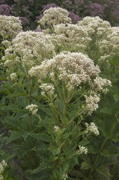 Eupatorium rugosum 'Snowball'