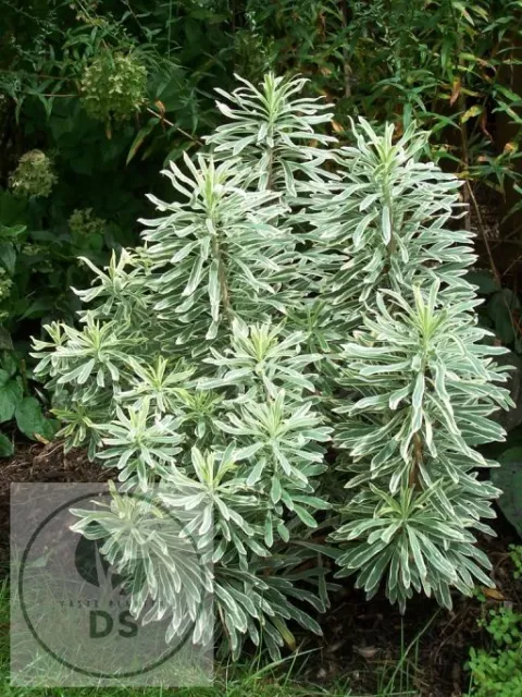Euphorbia char. 'Silver Swan'